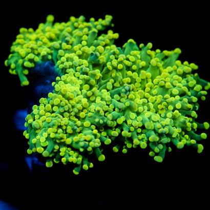 JC Green Machine Octo