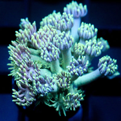 JC Purple Whisper Goni