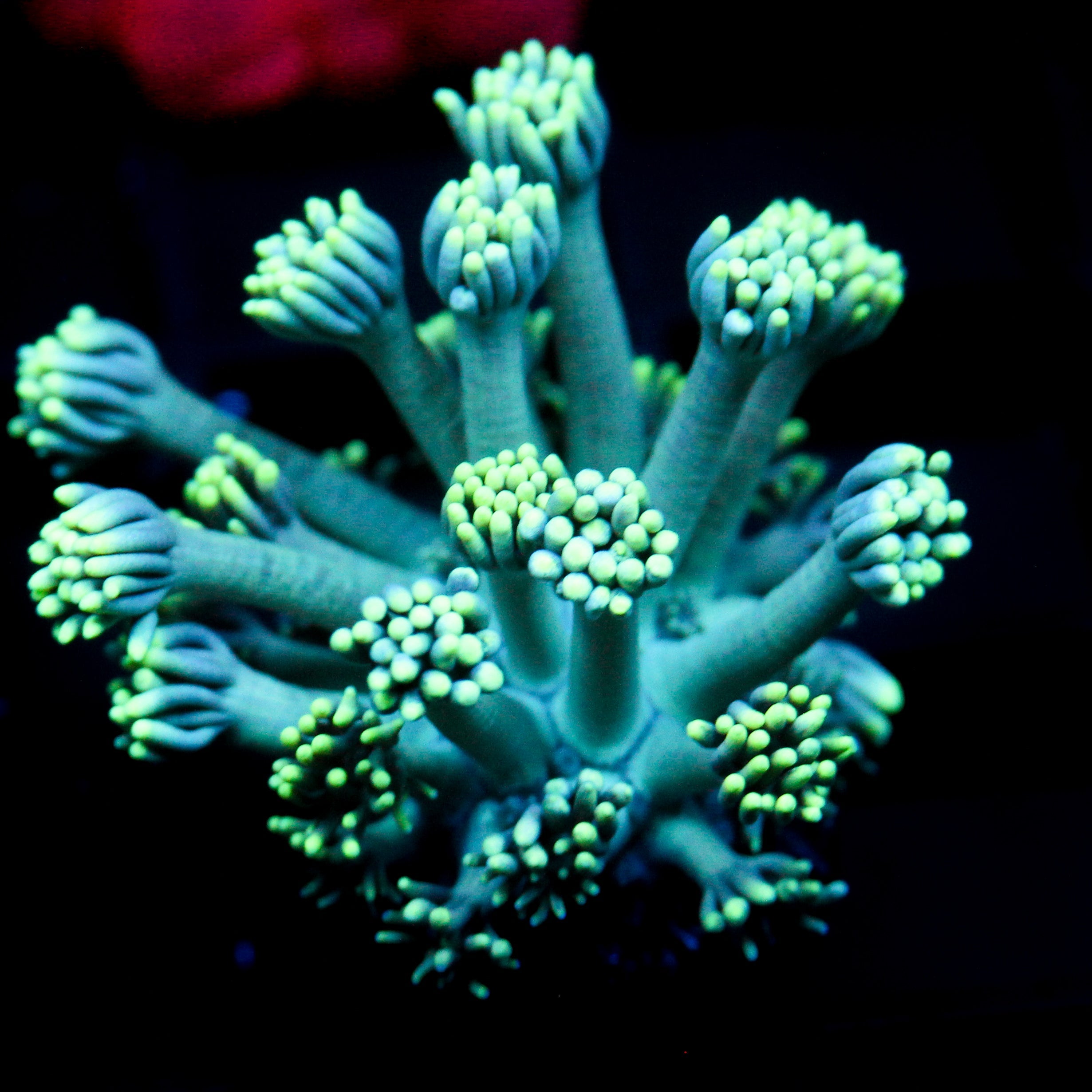 JC Seafoam Goni