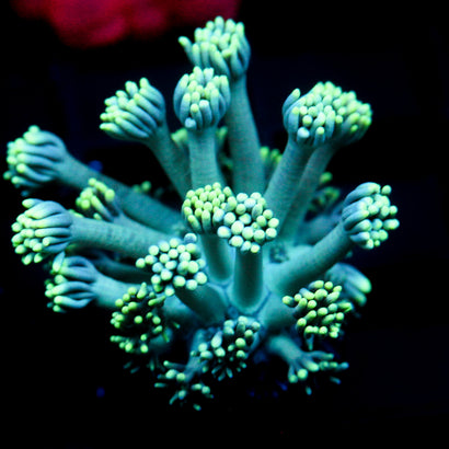 JC Seafoam Goni