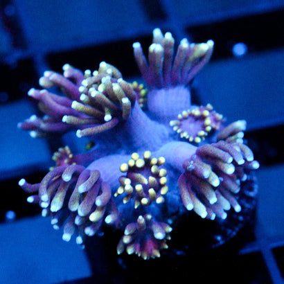 JC Tentacool Goni