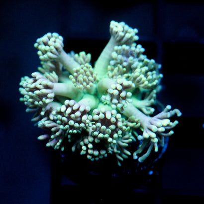 JC Spearmint Goni