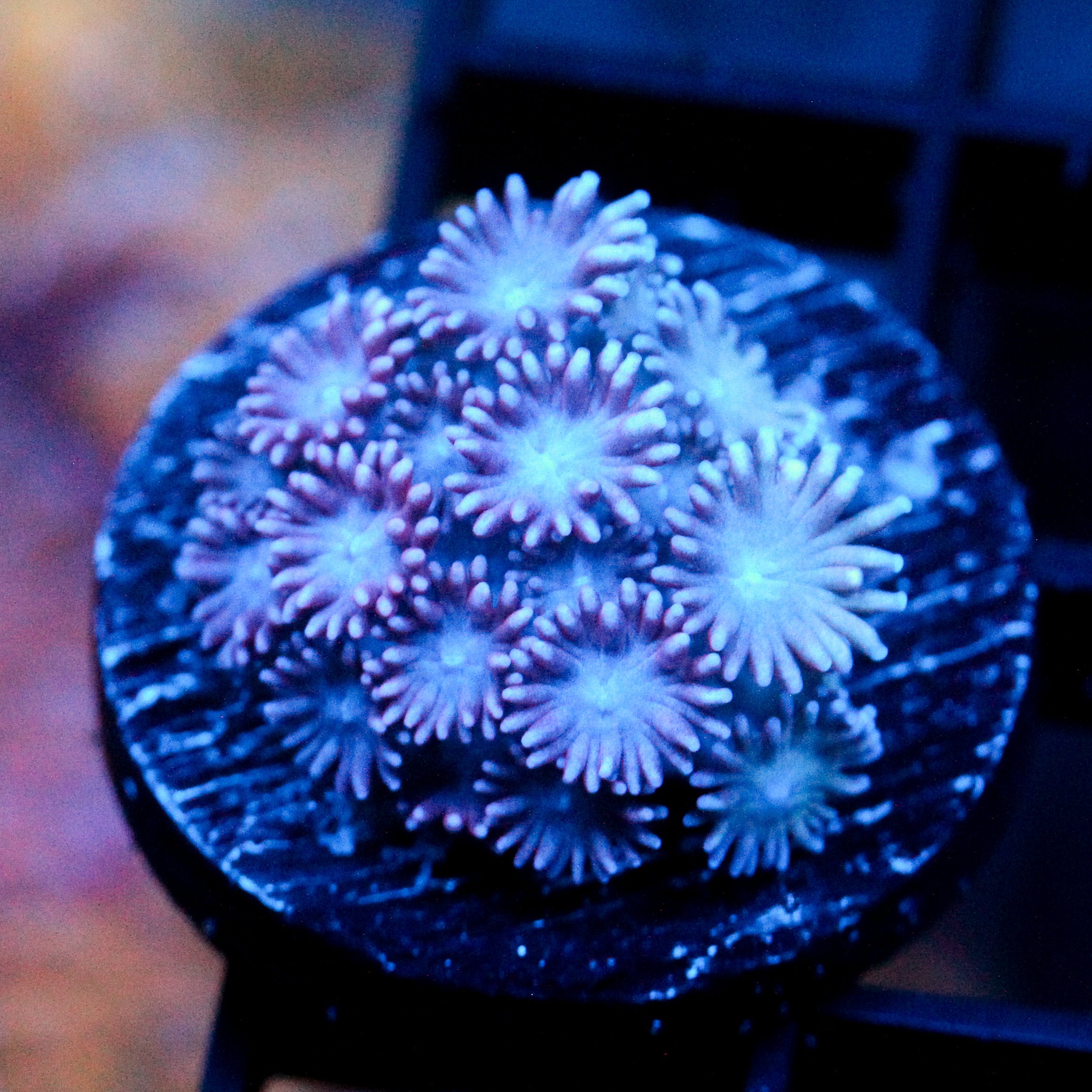 JC Purple Petals Goni