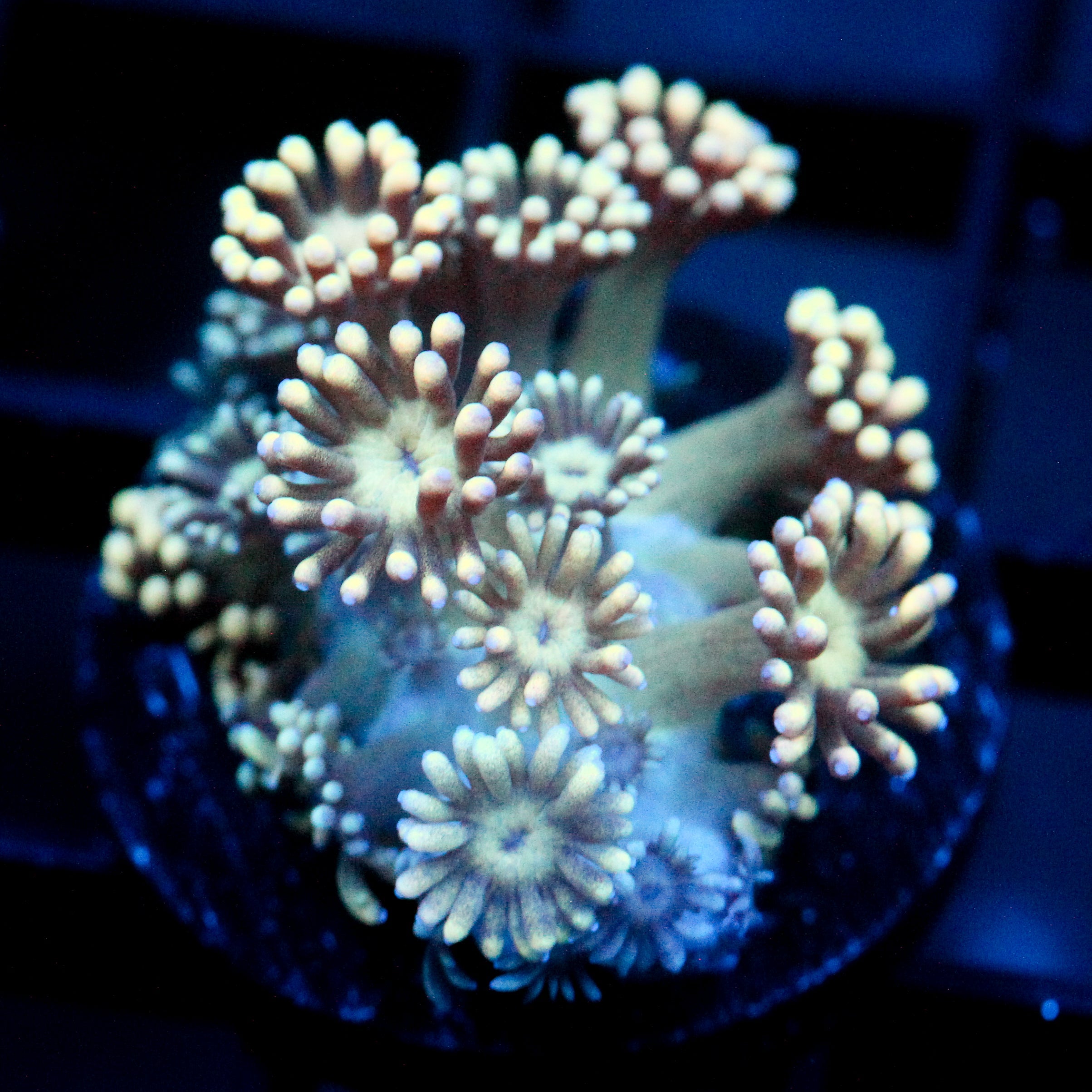 JC Peach Petals Goni