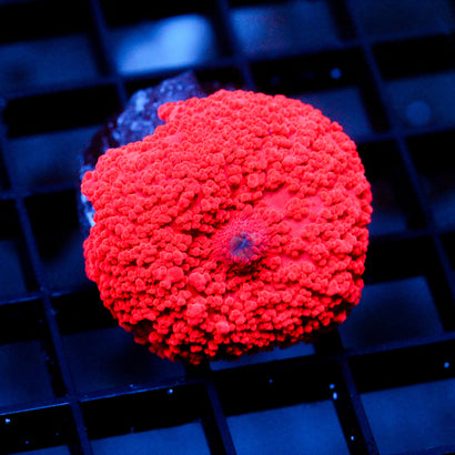 JC Ultra Red Discosoma