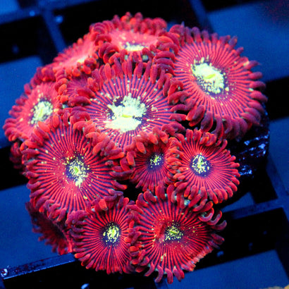 JC Magician's Zoanthid