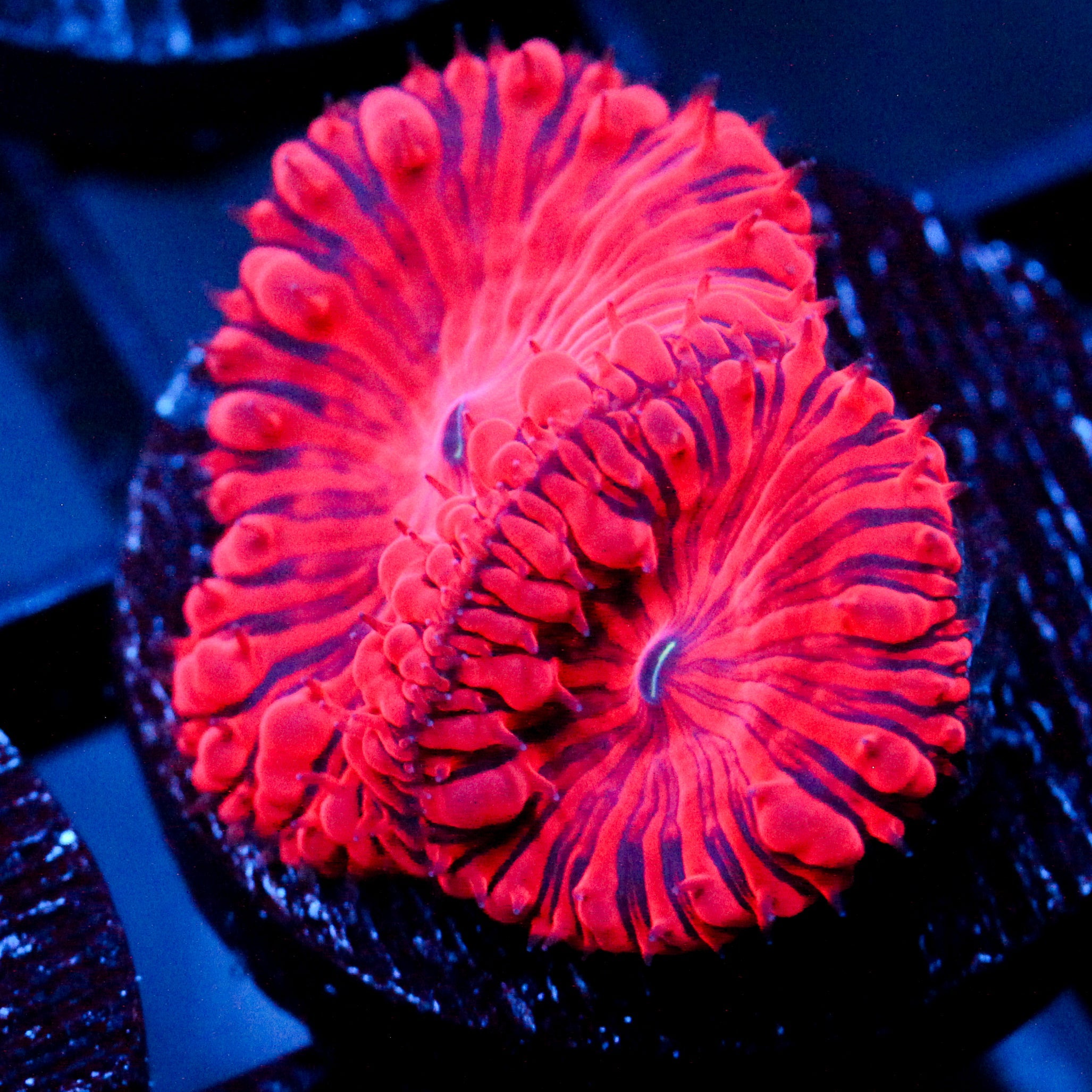 JC Hemoglobin Blasto