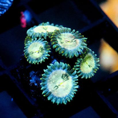 JC Hawaiian Ding Dang Zoanthid