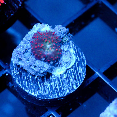 JC Red Pimple Discosoma