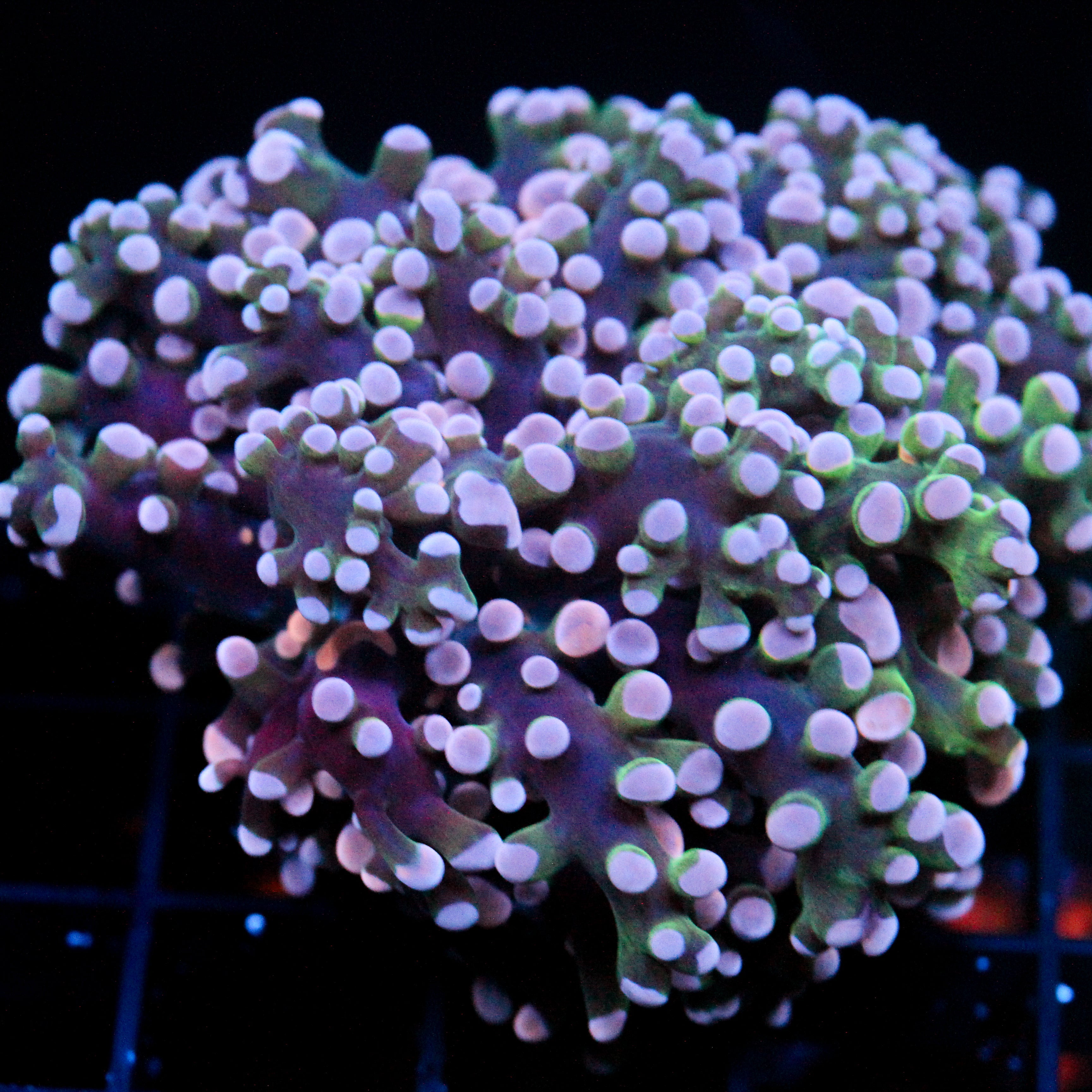 JC Pink Tip Octo