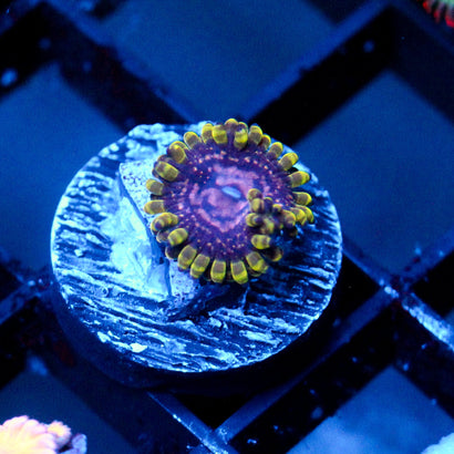 JC Purple Monster Zoanthid