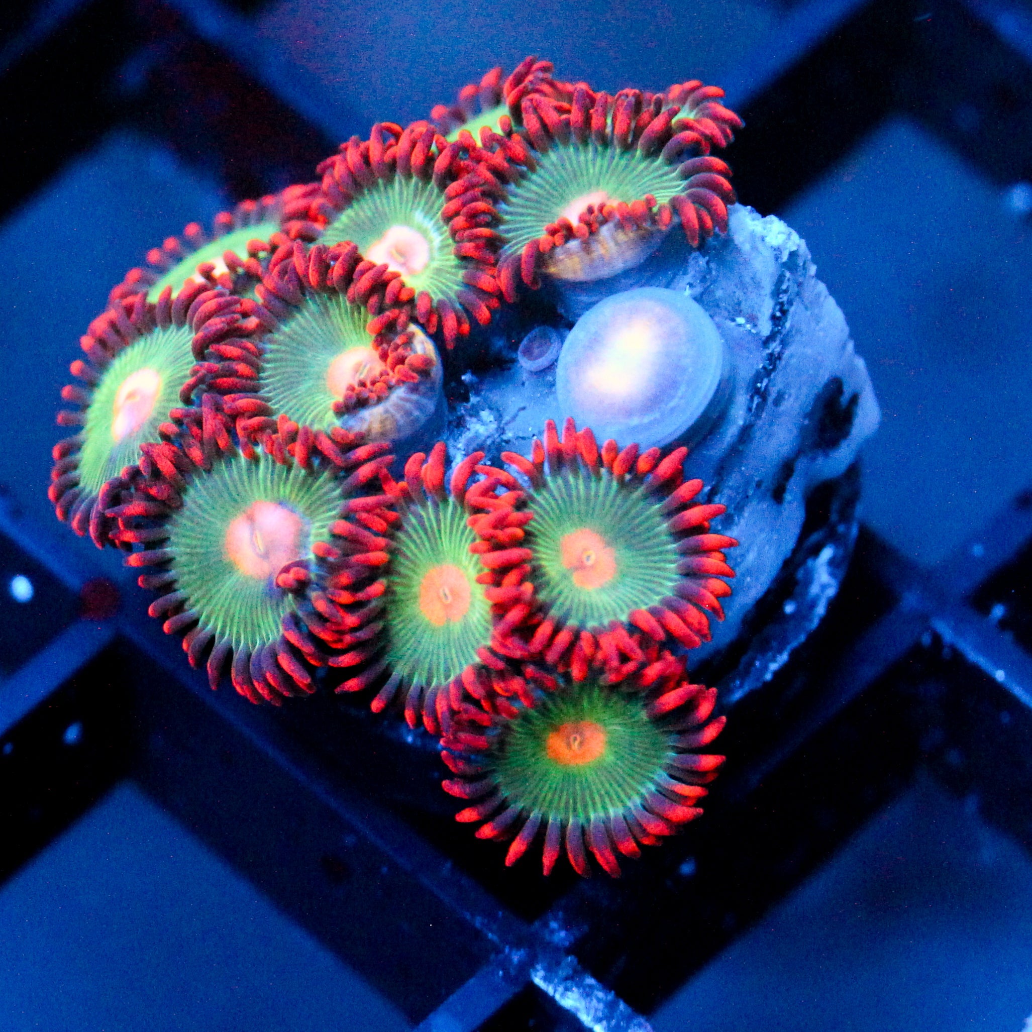JC Gatorade Zoanthids