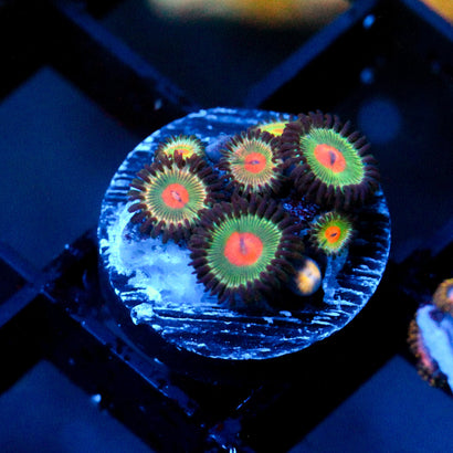 JC Alien Blood Zoanthid