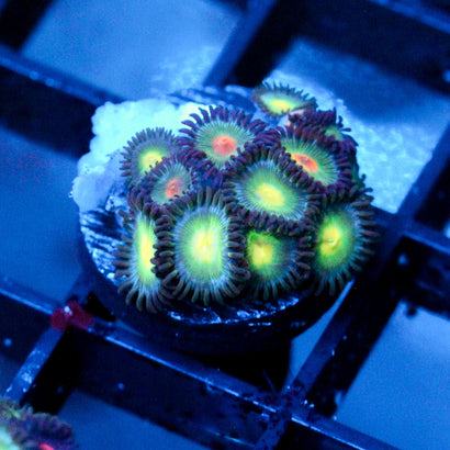 JC Zoa Garden Seed