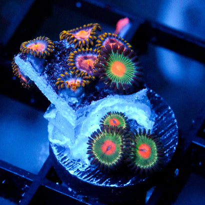 JC Zoa Garden Seed