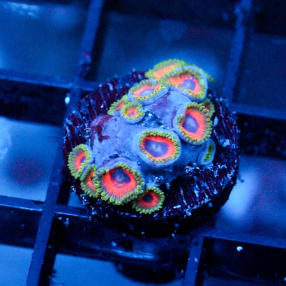 JF Fairytale Zoanthids