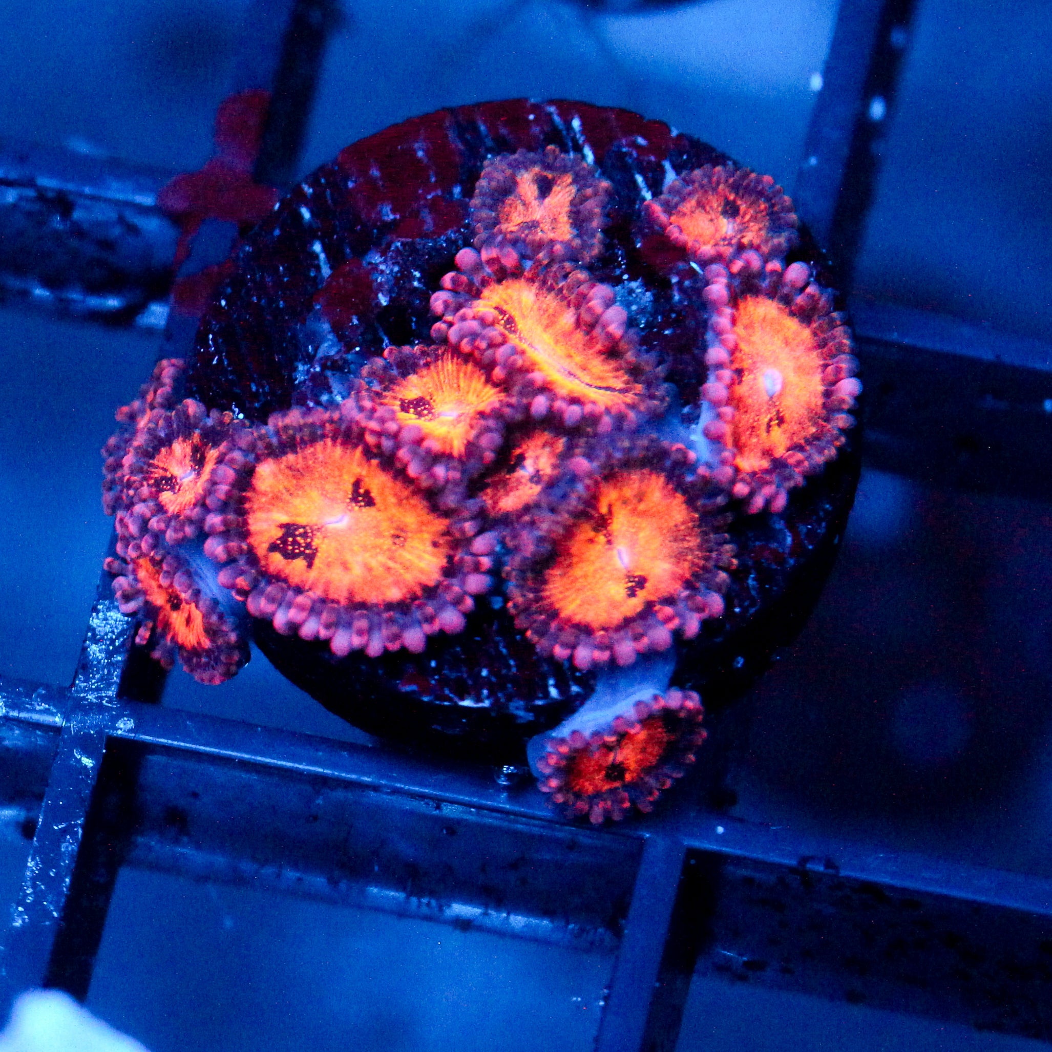 JC Speckled Kraze Zoanthid