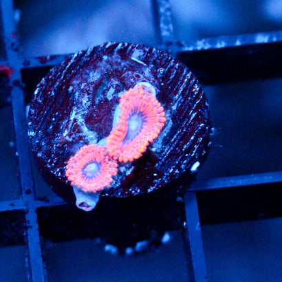 JC Typhloshion Zoanthid