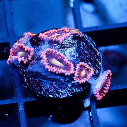 JC Bozos Birthday Zoanthid