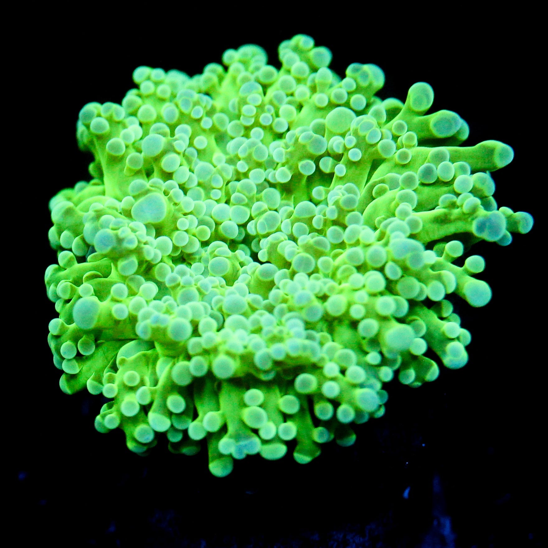 JC Ectoplasm Octo