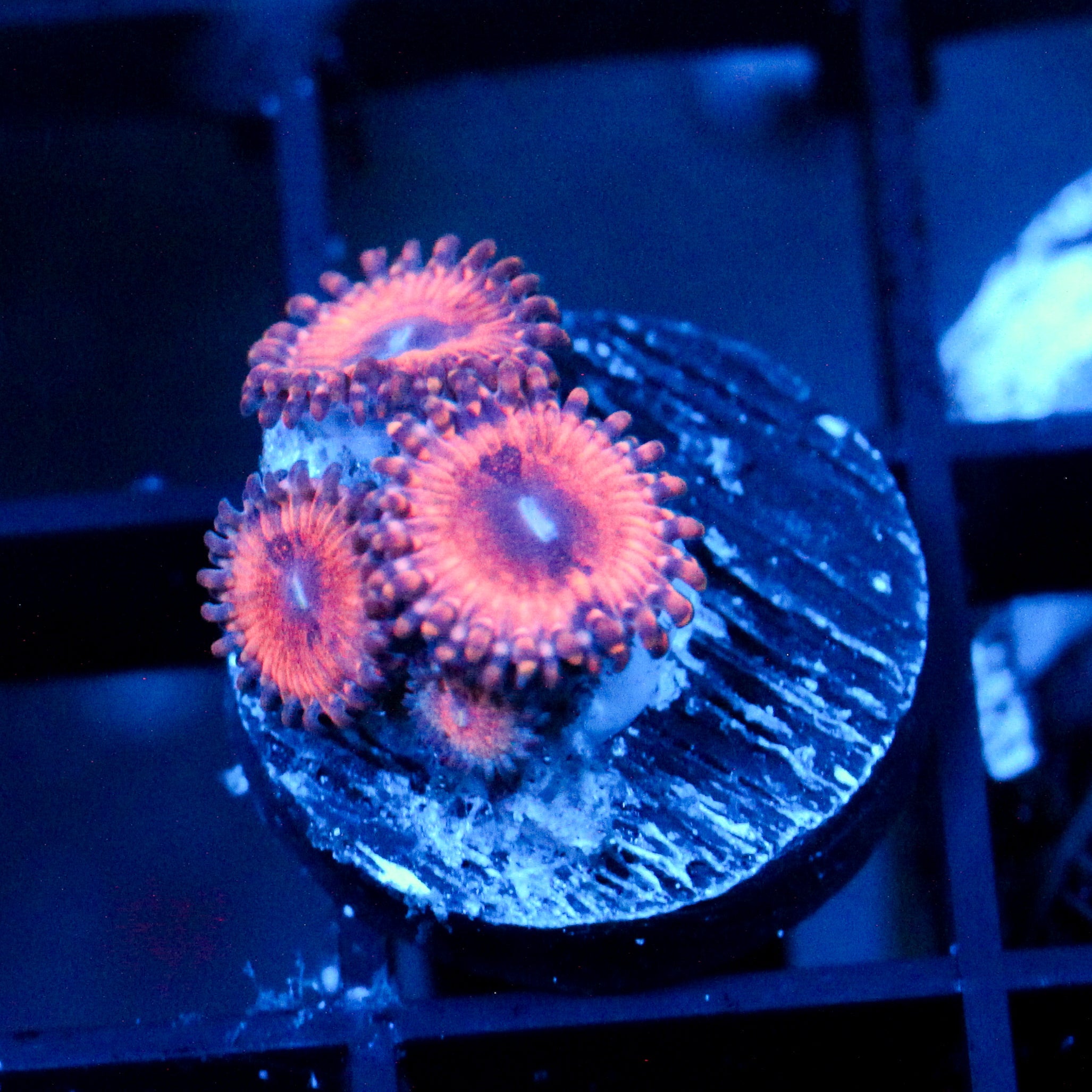 JC Amber Bliss Zoanthid