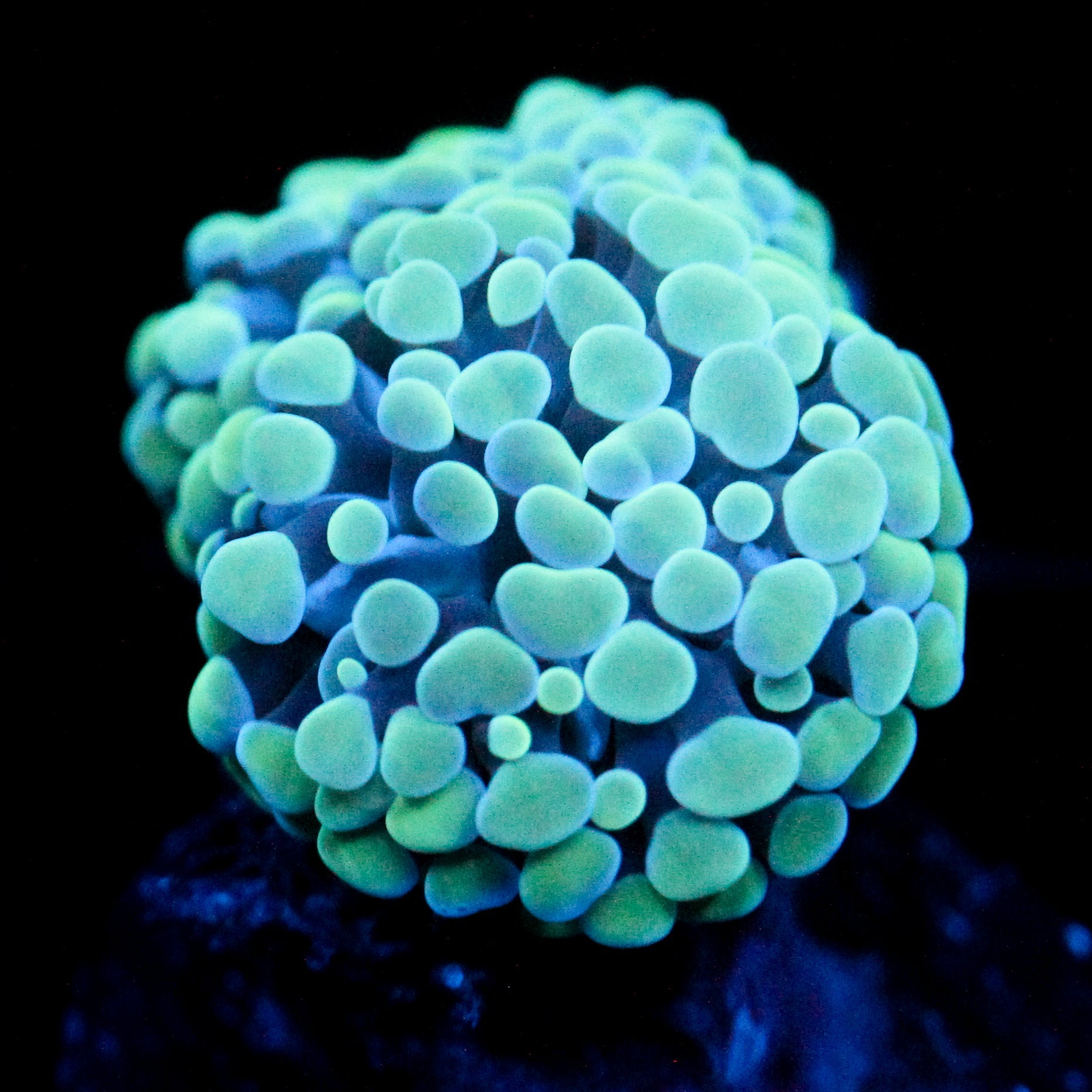 JC Blue Bubbles Frammer