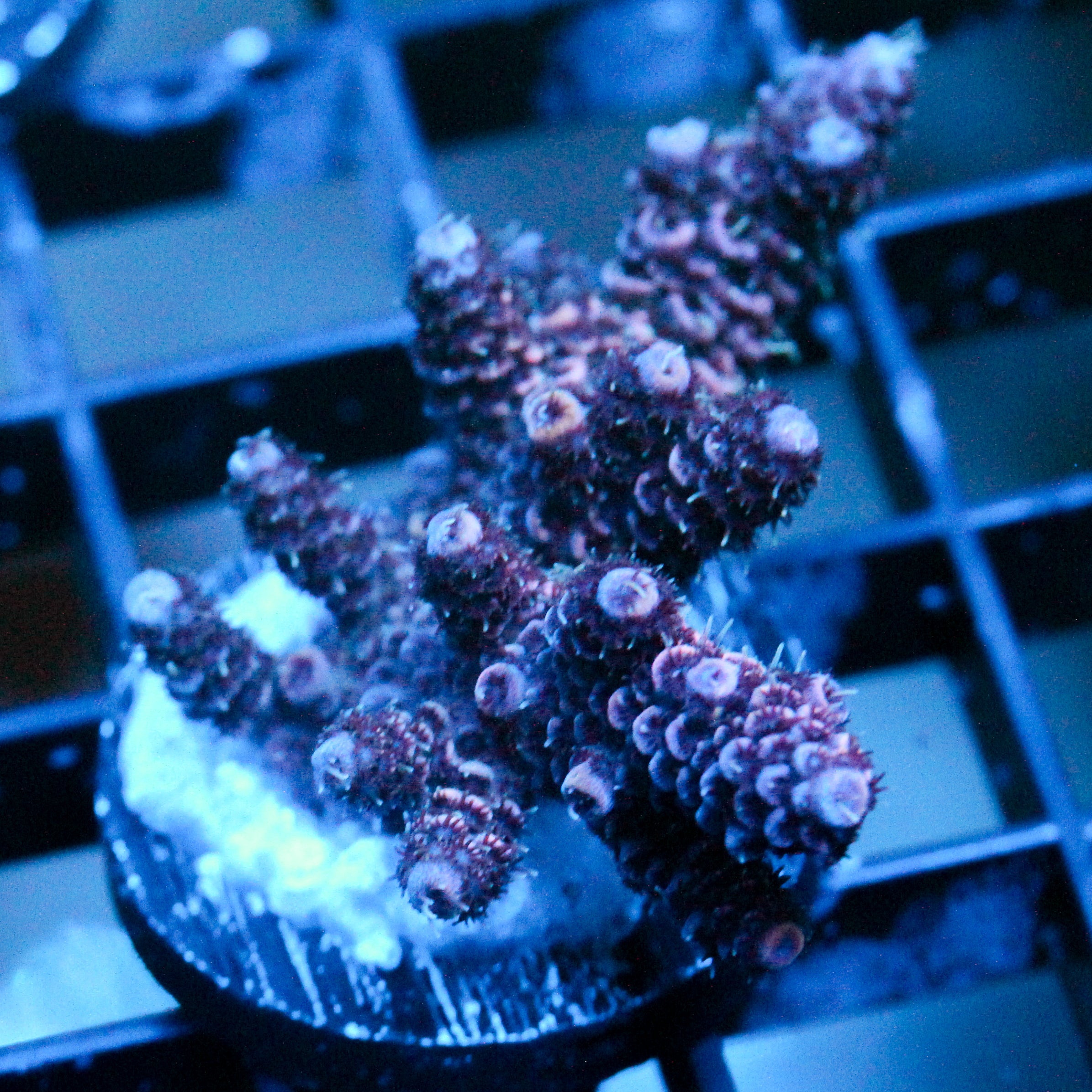 JC Pink Flux