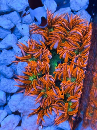 JC Ultra Rock Flower Anemone