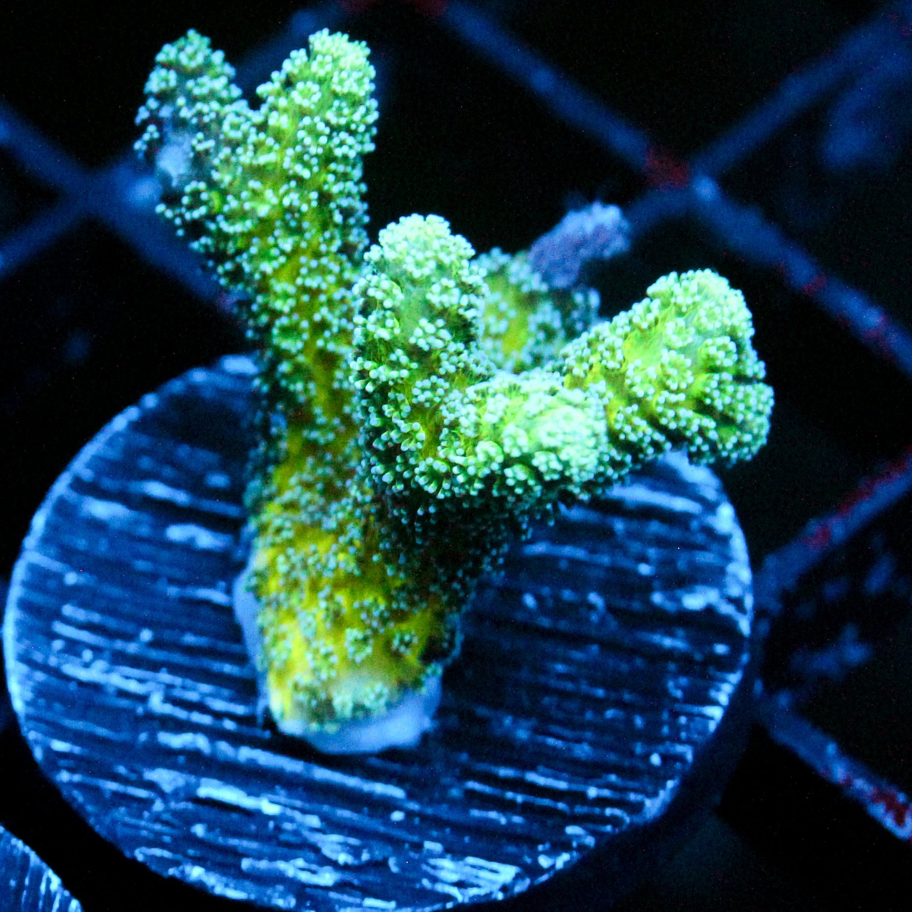 JF Enchanted Forest Birdnest