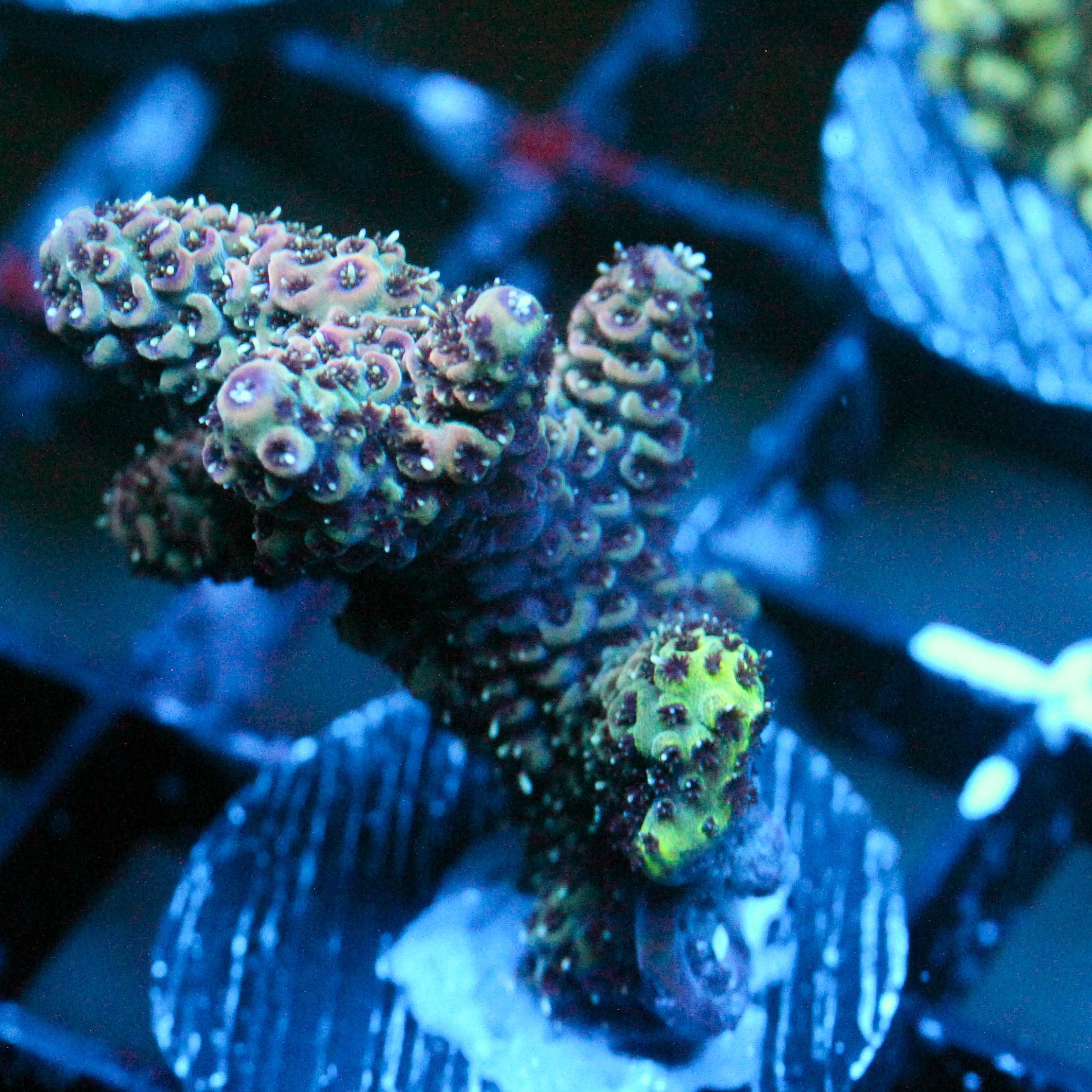 JC Blue Flux