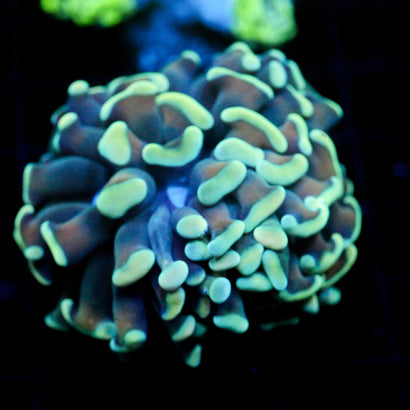 JC Blue Bouquet Hammer
