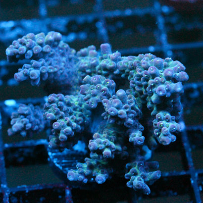 JC Blue Monster