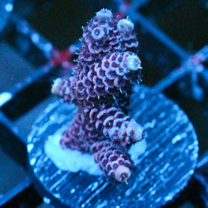 JC Purple Pillar