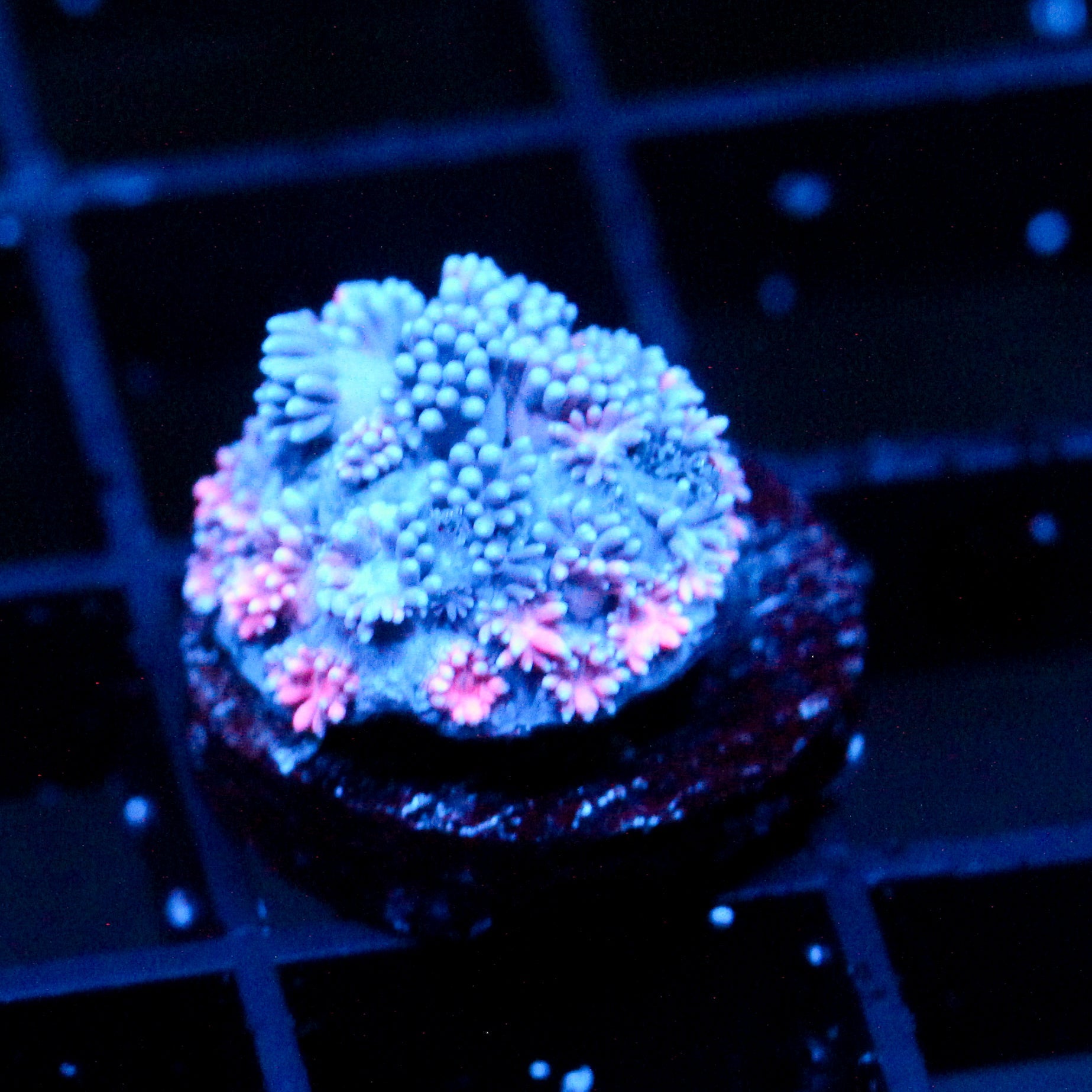 JC Pinurple Punch Goni