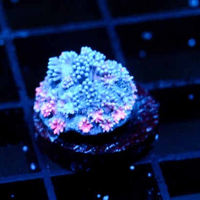 JC Pinurple Punch Goni