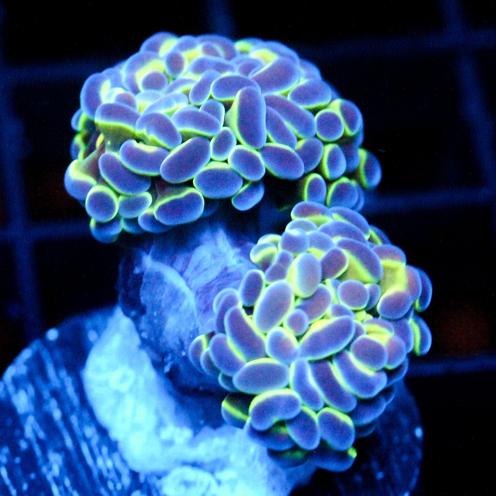 JC Hologram Hammer Double