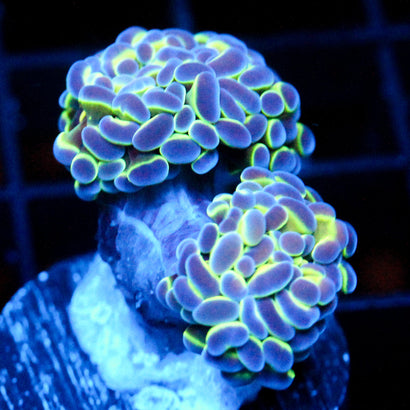 JC Hologram Hammer Double