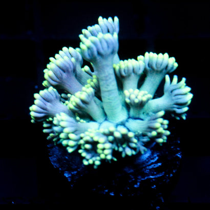 JC Seafoam Goni