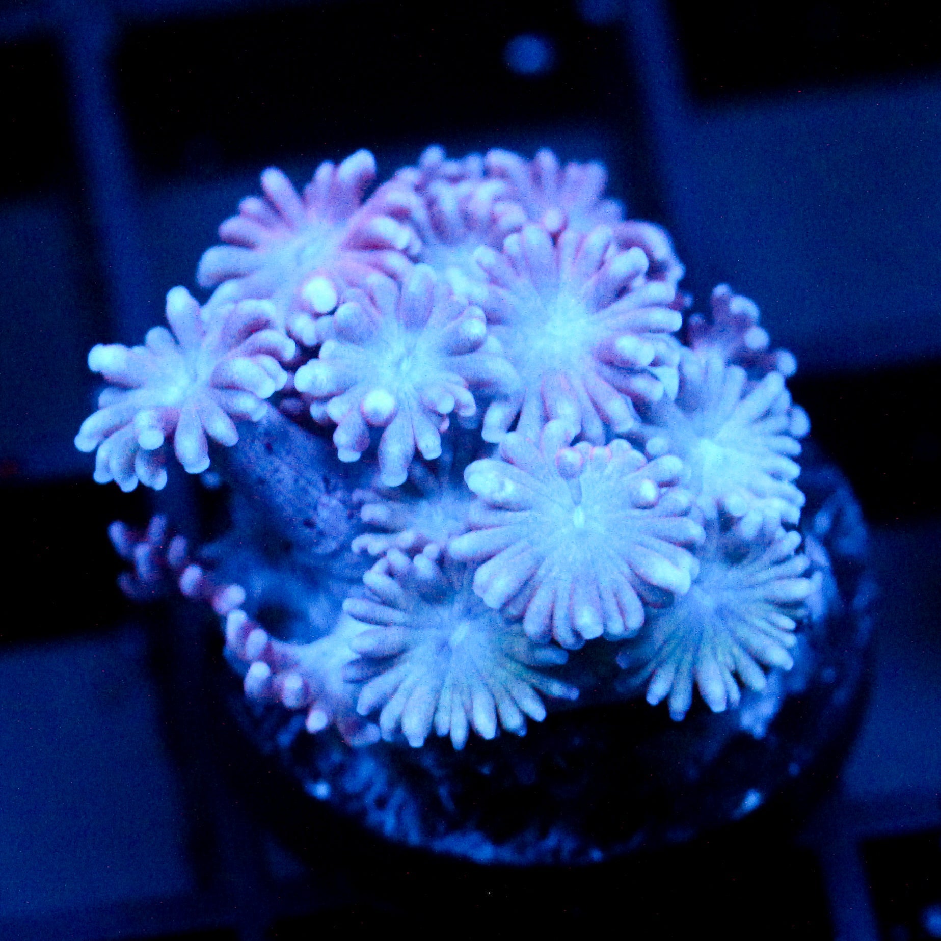JC Ghost Petals Goni