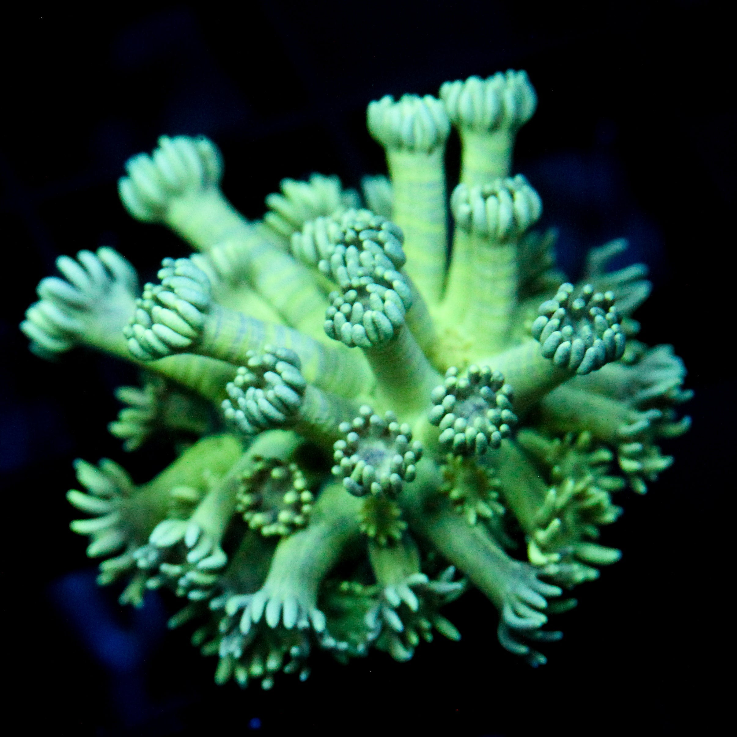 JC Spearmint Goni (Last one)