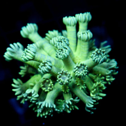 JC Spearmint Goni (Last one)