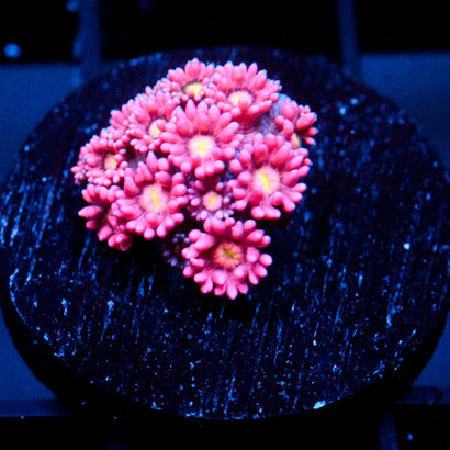 JC Pink Rose Goni