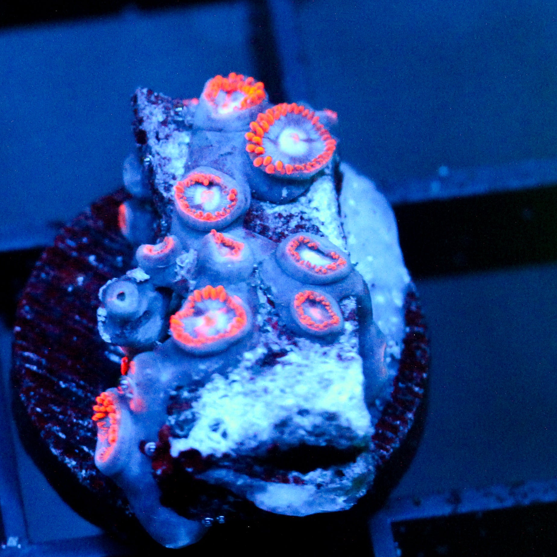 JC Edge of Reality Zoanthid