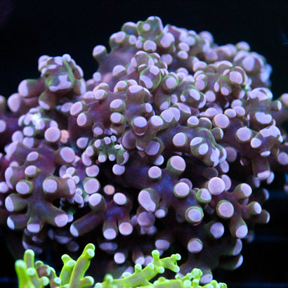 JC Pink Tip Octo