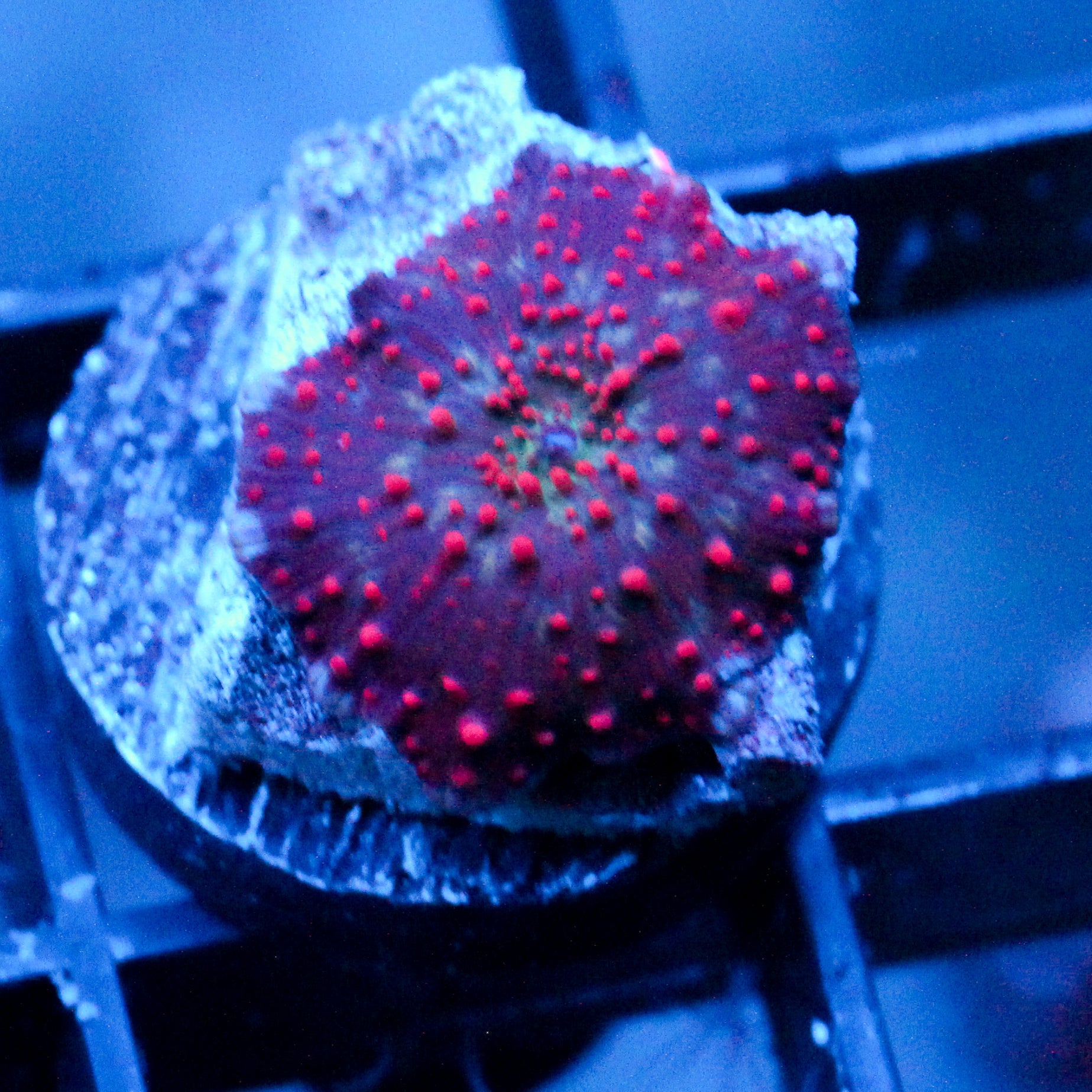 JC Red Pimple Discosoma