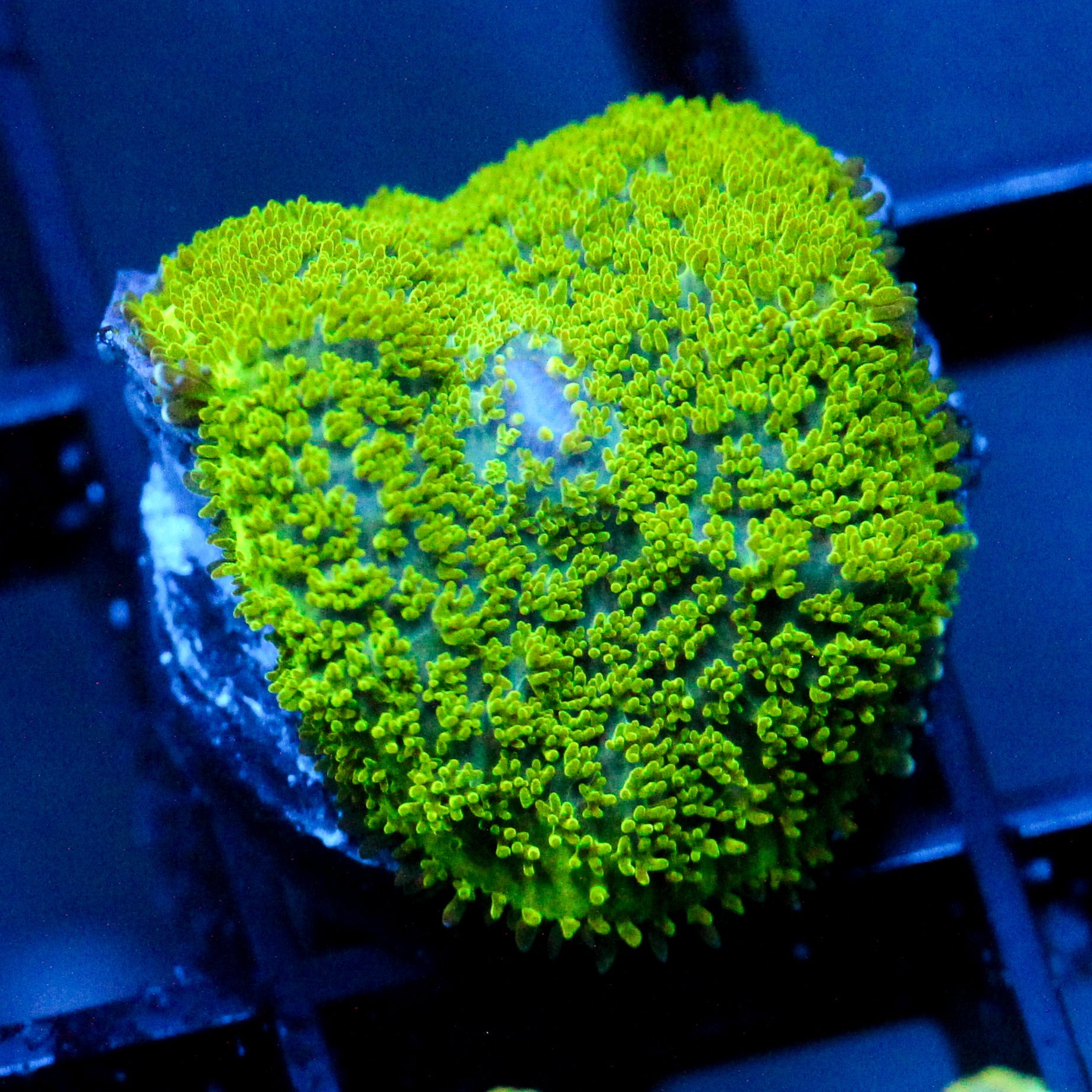 JC Neon Green Rhodactis