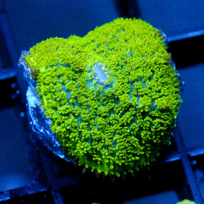 JC Neon Green Rhodactis
