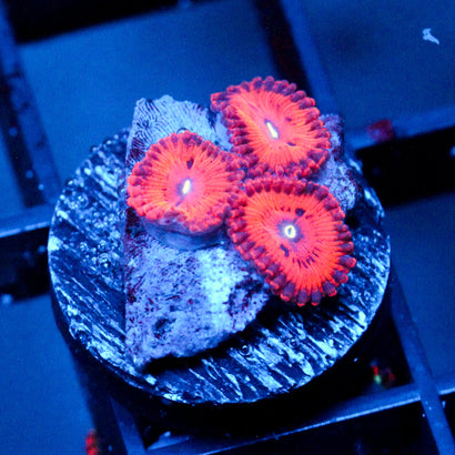 JC Xerxes Zoanthid