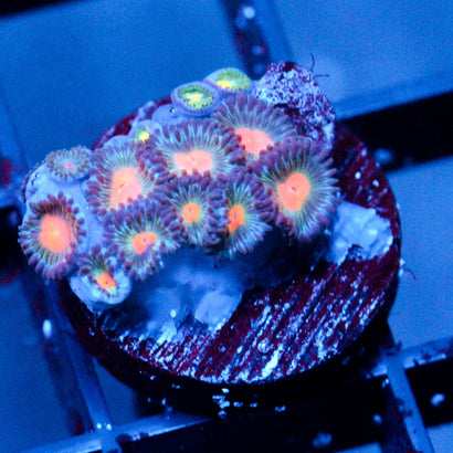 JC Blue Raven Zoanthid