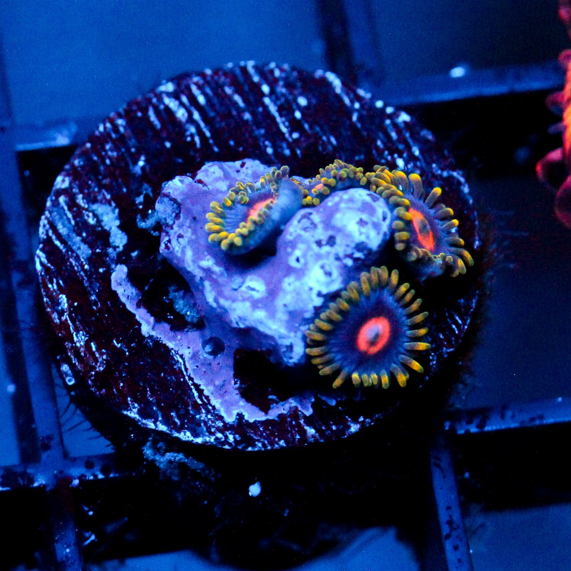 JC Gold Burn Zoanthid